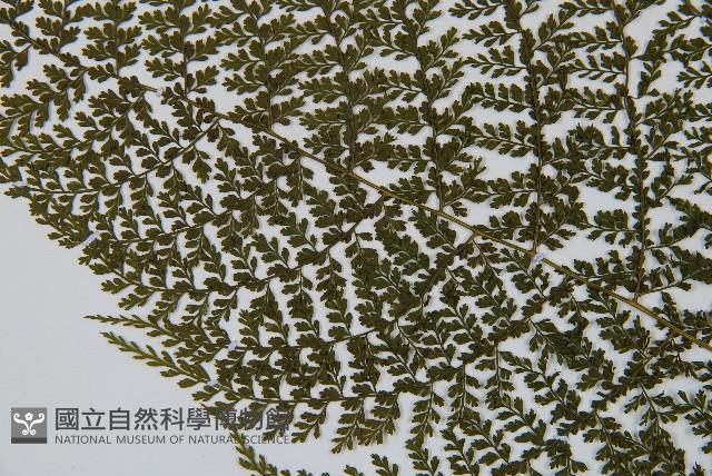 稀子蕨藏品圖，第5張