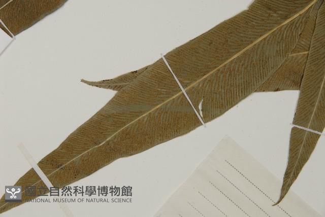 Accession Number:P006381 Collection Image, Figure 5, Total 5 Figures