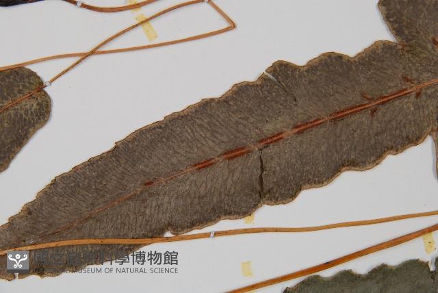 崇澍蕨藏品圖，第5張