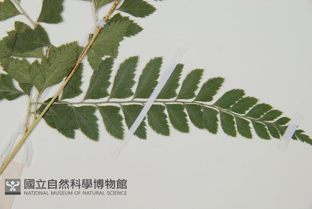 斜方複葉耳蕨藏品圖，第5張