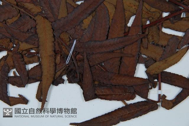 黑桫蕨藏品圖，第5張