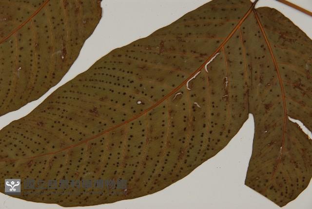 南投三叉蕨藏品圖，第5張