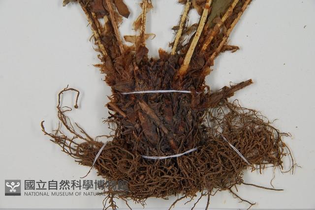 貫眾蕨藏品圖，第5張