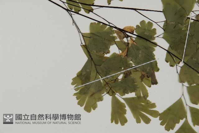 登錄號:P005681藏品圖，第8張