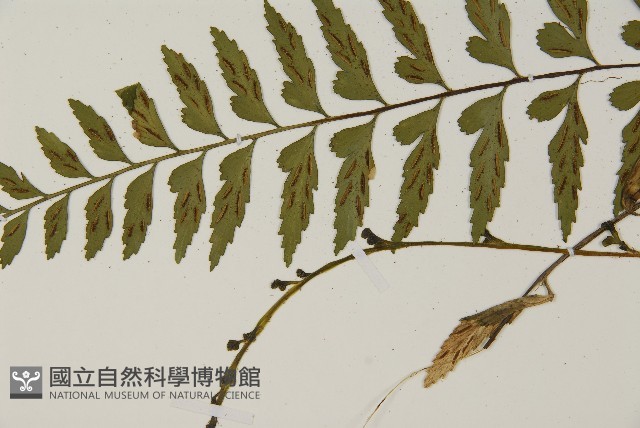 大蓬萊鐵角蕨藏品圖，第5張