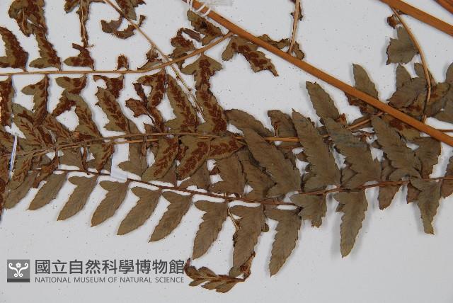 倉田氏蹄蓋蕨藏品圖，第5張