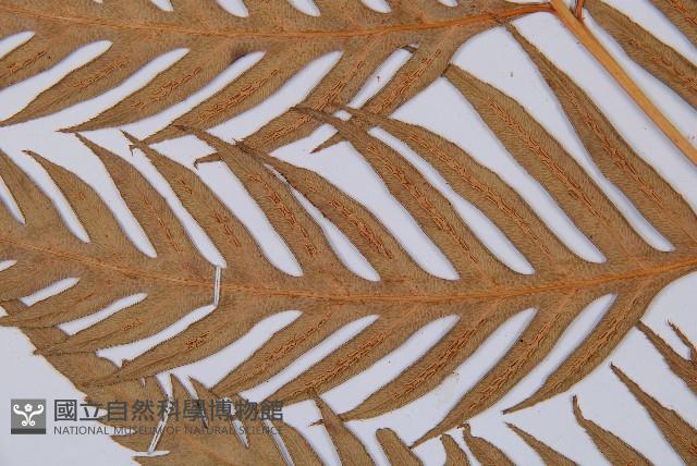 臺灣狗脊蕨藏品圖，第4張