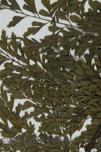 大黑柄鐵角蕨、黃鱗鐵角蕨、大羽鐵角蕨藏品圖，第5張