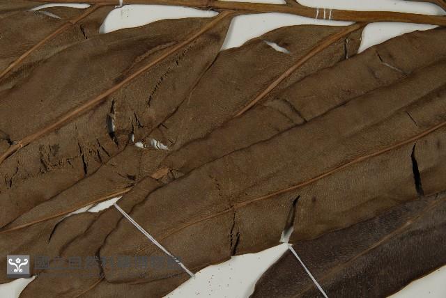 鹵蕨藏品圖，第5張