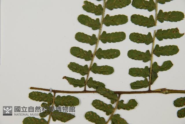 翅柄雙蓋蕨藏品圖，第5張
