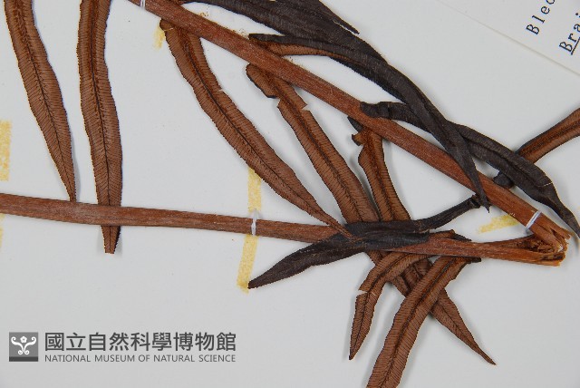 蘇鐵蕨藏品圖，第5張