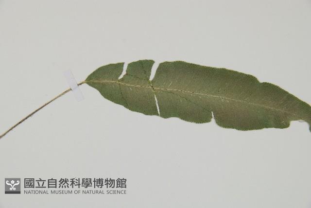 Accession Number:P007925 Collection Image, Figure 5, Total 5 Figures