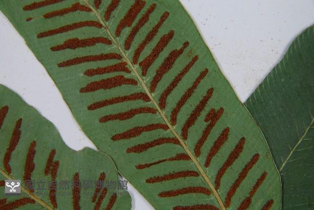 厚葉雙蓋蕨藏品圖，第8張