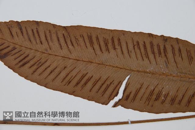 細柄雙蓋蕨藏品圖，第5張