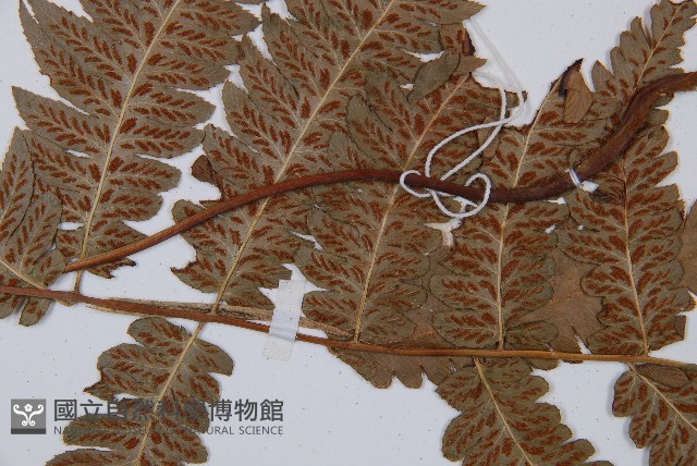 江南短腸蕨藏品圖，第5張