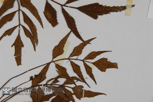 革葉鐵角蕨藏品圖，第4張