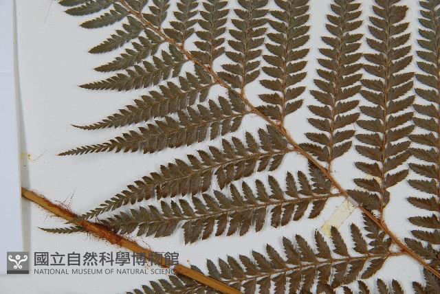 細葉複葉耳蕨藏品圖，第5張