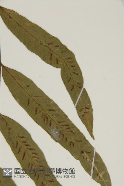 南海鐵角蕨藏品圖，第5張