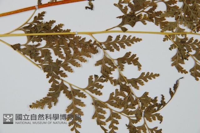 光葉碗蕨藏品圖，第5張