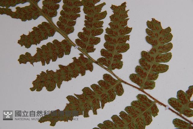毛軸假蹄蓋蕨藏品圖，第4張