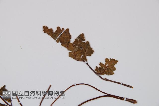 隱囊蕨藏品圖，第5張