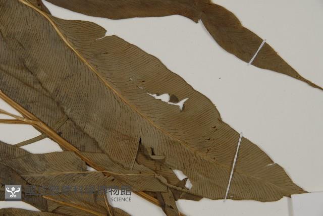 日本鳳丫蕨藏品圖，第5張