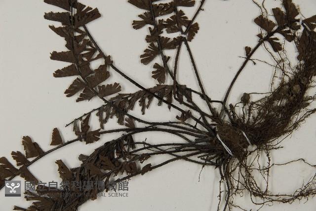 鞭葉鐵線蕨藏品圖，第5張