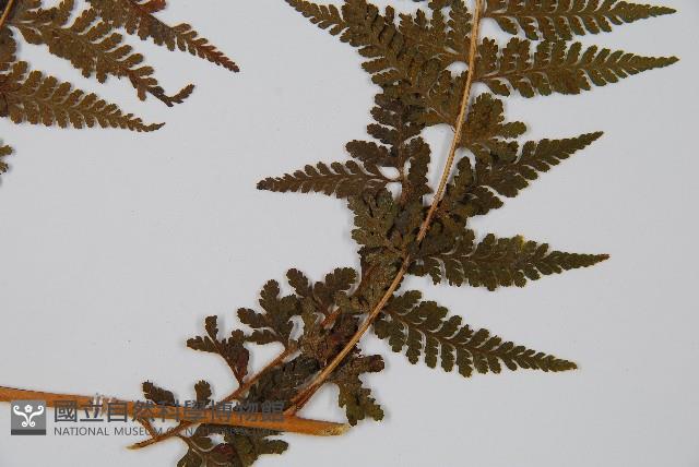 司氏碗蕨藏品圖，第5張