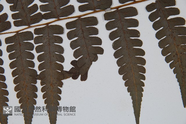 德氏雙蓋蕨藏品圖，第5張