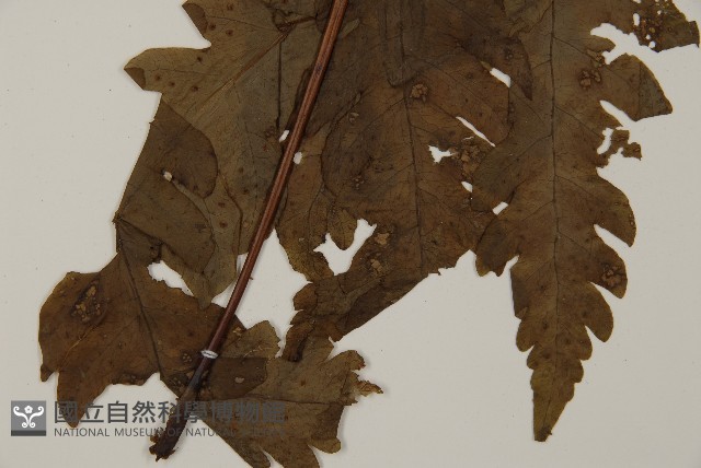 陰地三叉蕨藏品圖，第5張