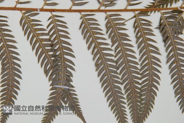 臺灣金狗毛蕨藏品圖，第4張