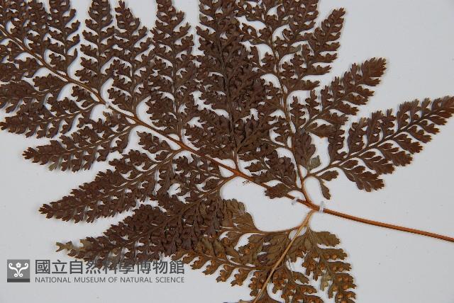 杯狀蓋陰石蕨藏品圖，第5張