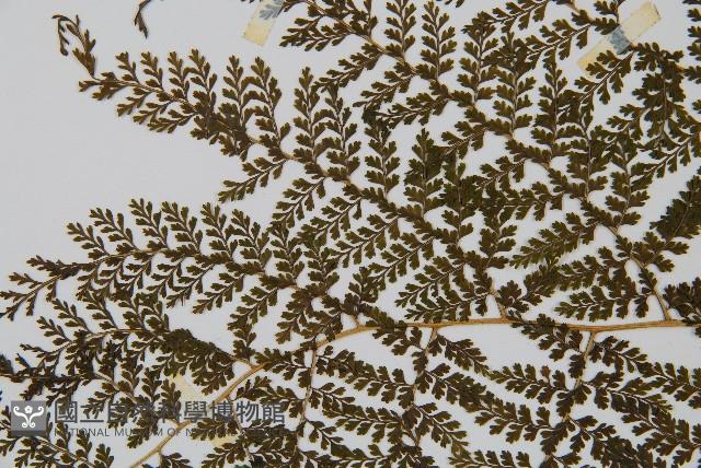 稀子蕨藏品圖，第5張