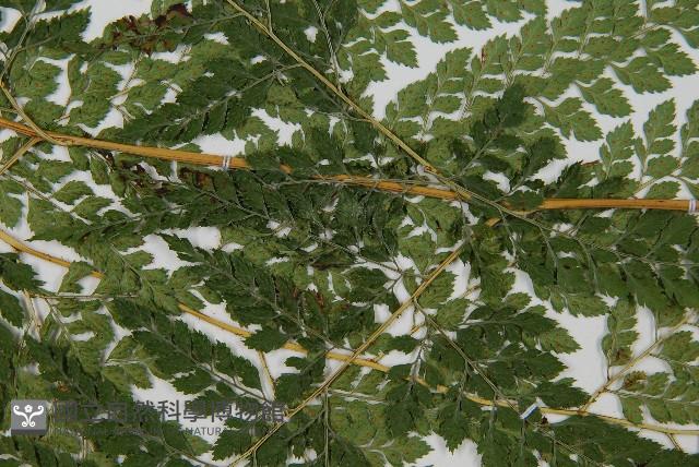 臺灣兩面複葉耳蕨藏品圖，第4張