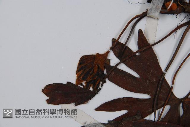 Accession Number:P007625 Collection Image, Figure 5, Total 5 Figures