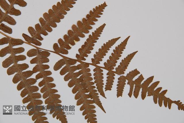 Accession Number:P002425 Collection Image, Figure 5, Total 5 Figures