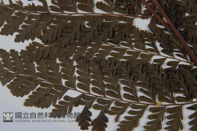 臺灣鱗蓋蕨藏品圖，第5張