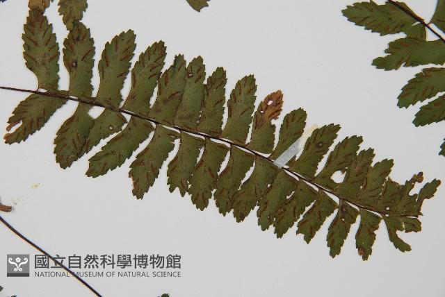 小鐵角蕨藏品圖，第5張
