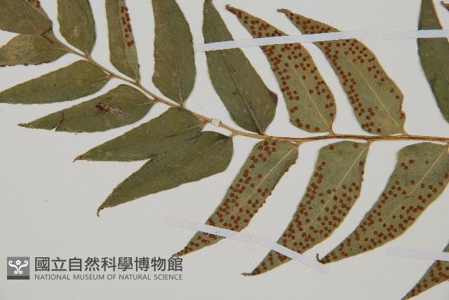 貫眾蕨藏品圖，第5張