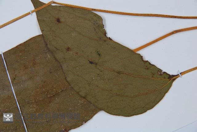 燕尾蕨藏品圖，第8張