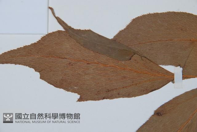 細齒貫眾蕨藏品圖，第5張