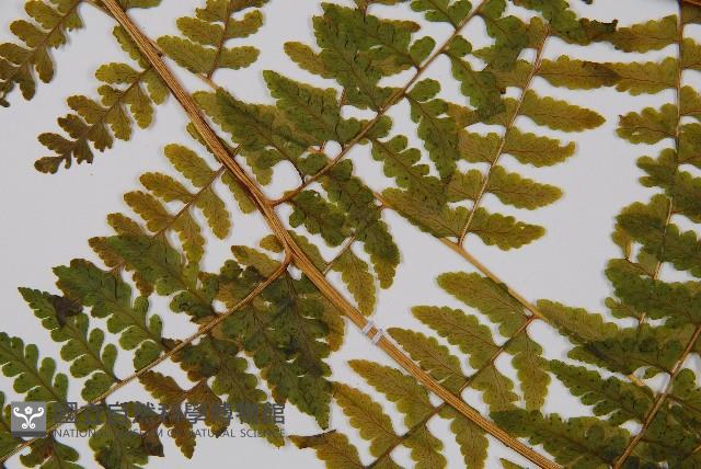 熱帶鱗蓋蕨藏品圖，第5張