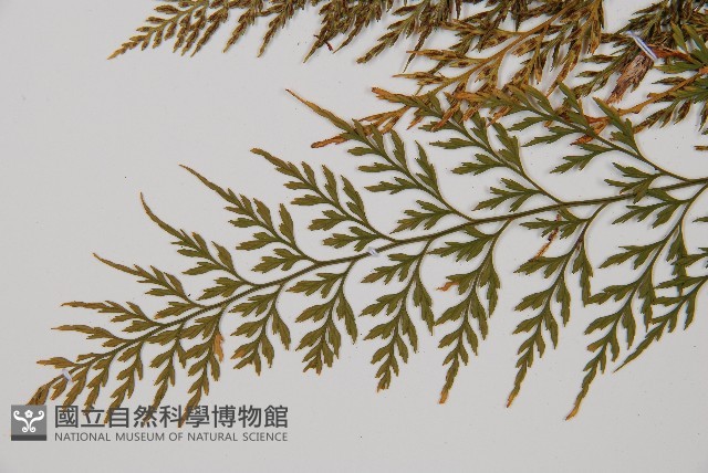 威氏鐵角蕨藏品圖，第5張