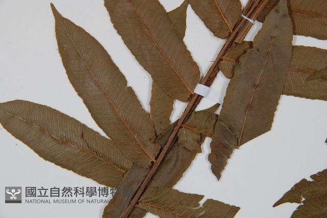 圓齒擬貫眾藏品圖，第5張