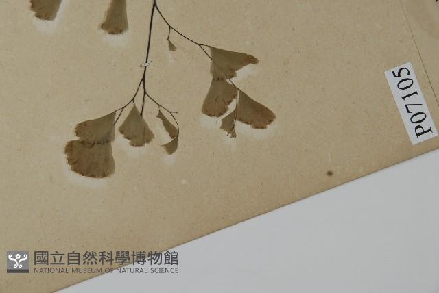 鐵線蕨藏品圖，第5張