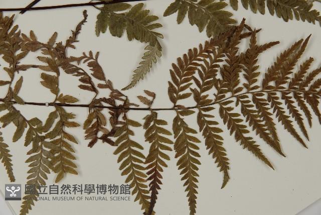 粉葉蕨藏品圖，第5張