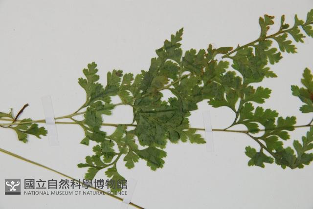 溪洞碗蕨藏品圖，第5張