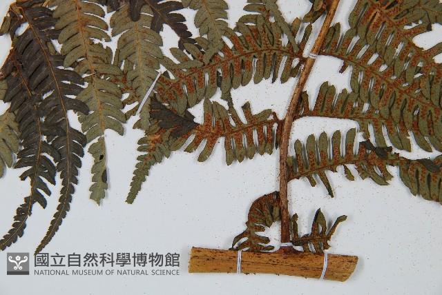 臺灣桫欏藏品圖，第5張