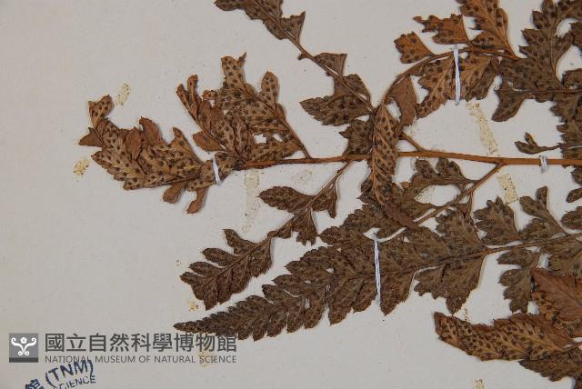 細葉複葉耳蕨藏品圖，第5張