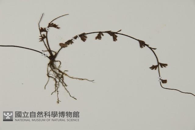 鞭葉鐵線蕨藏品圖，第5張